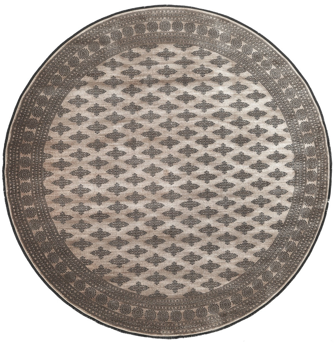 Noura - Pakistan Butterfly